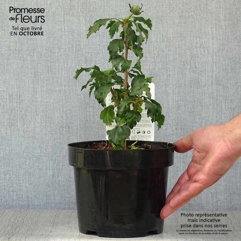 Esemplare di Hibiscus syriacus Azurri - Ibisco Vaso da 2L/3L come consegnato in autunno