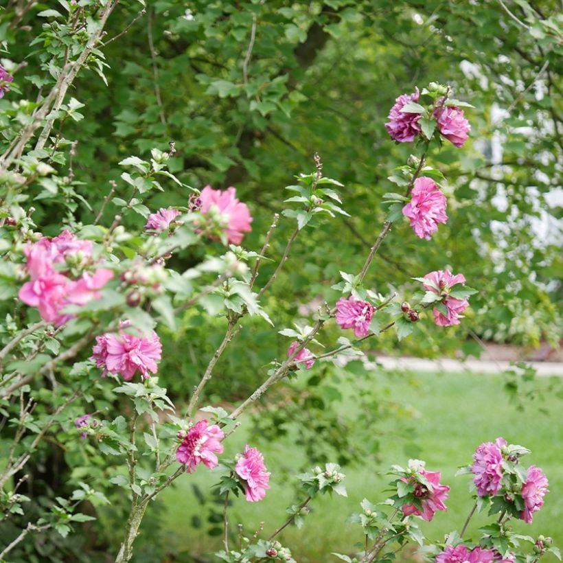 Hibiscus syriacus Duc de Brabant - Ibisco (Porto)