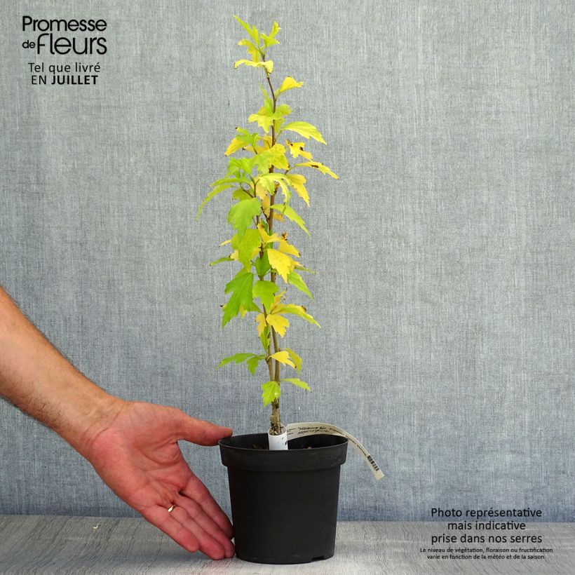 Esemplare di Hibiscus syriacus Flower Tower White - Ibisco Vaso da 1,5L/2L consegnato in estate