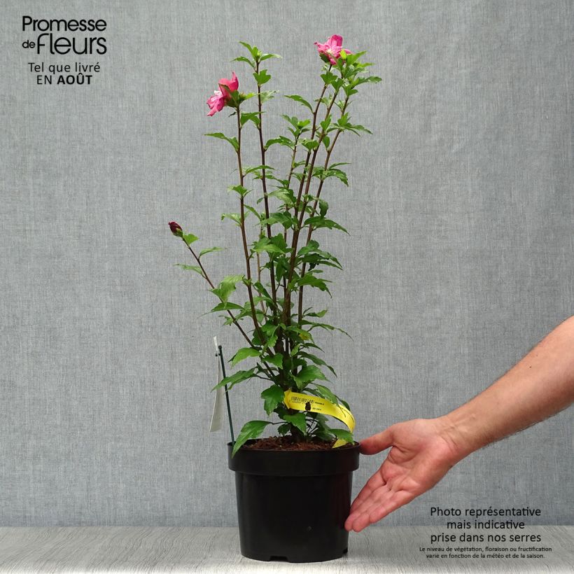 Esemplare di Hibiscus syriacus Freedom - Ibisco Vaso da 3L/4L consegnato in estate