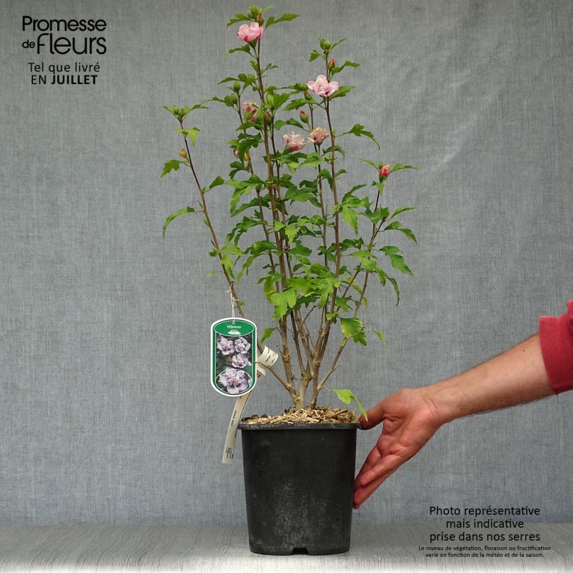 Esemplare di Hibiscus syriacus French Cabaret Pastel - Ibisco Vaso da 3L/4L consegnato in estate