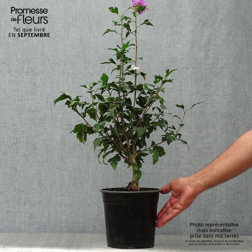 Esemplare di Hibiscus syriacus French Cabaret Purple - Ibisco Vaso da 3L/4L come consegnato in autunno