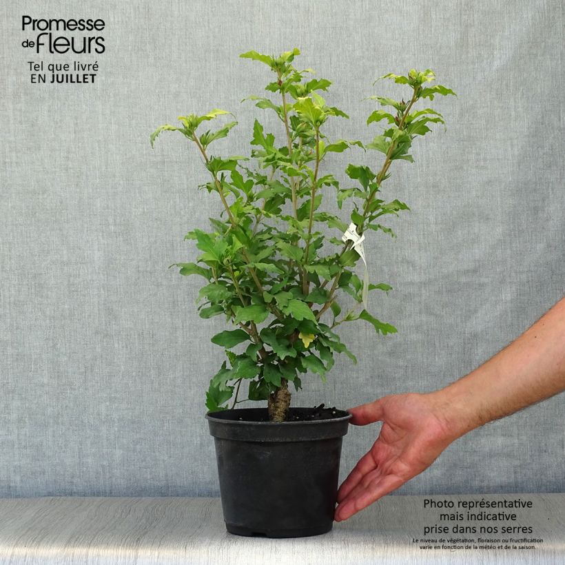 Esemplare di Hibiscus syriacus Hamabo - Ibisco Vaso da 3L/4L consegnato in estate