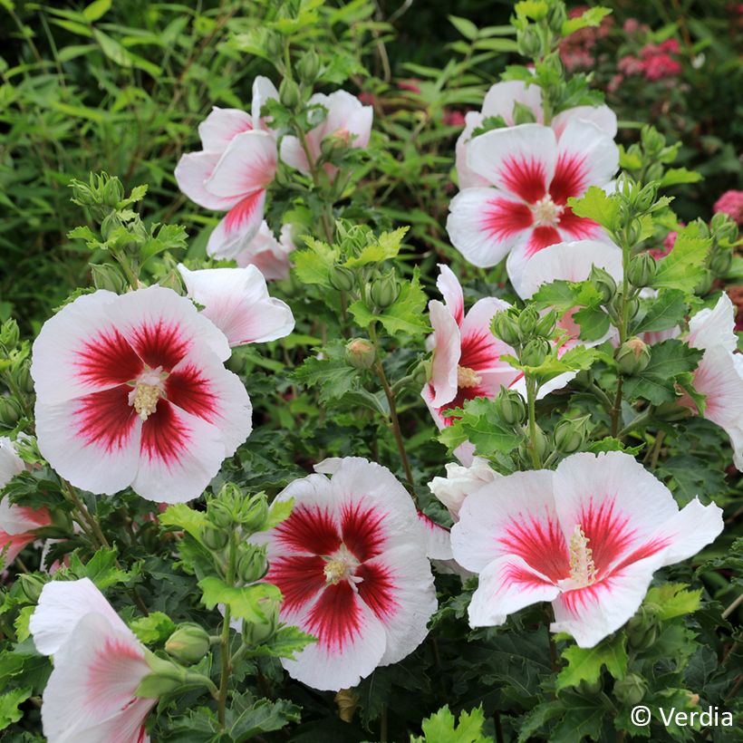 Hibiscus syriacus Hibisa Blanco - Ibisco (Fioritura)
