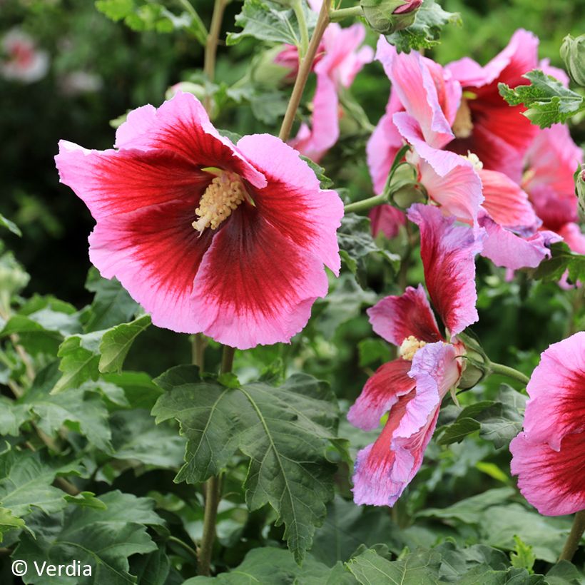 Hibiscus syriacus Hibisa Cocktail - Ibisco (Fioritura)