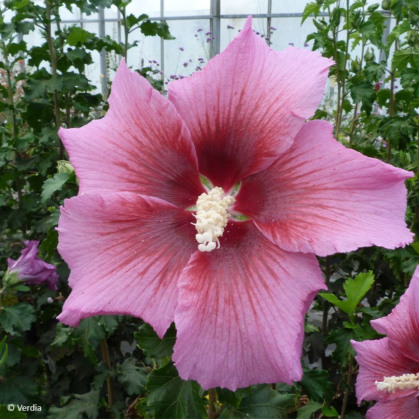 Hibiscus syriacus Hibisa Rosada - Ibisco (Fioritura)
