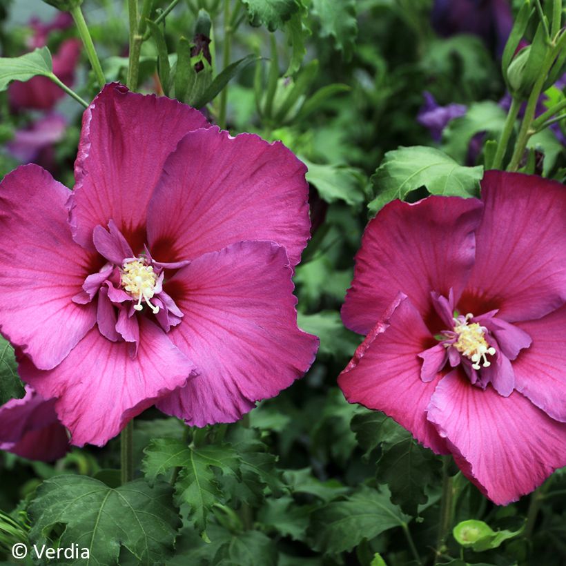 Hibiscus syriacus Hibisa Sangria - Ibisco (Fioritura)