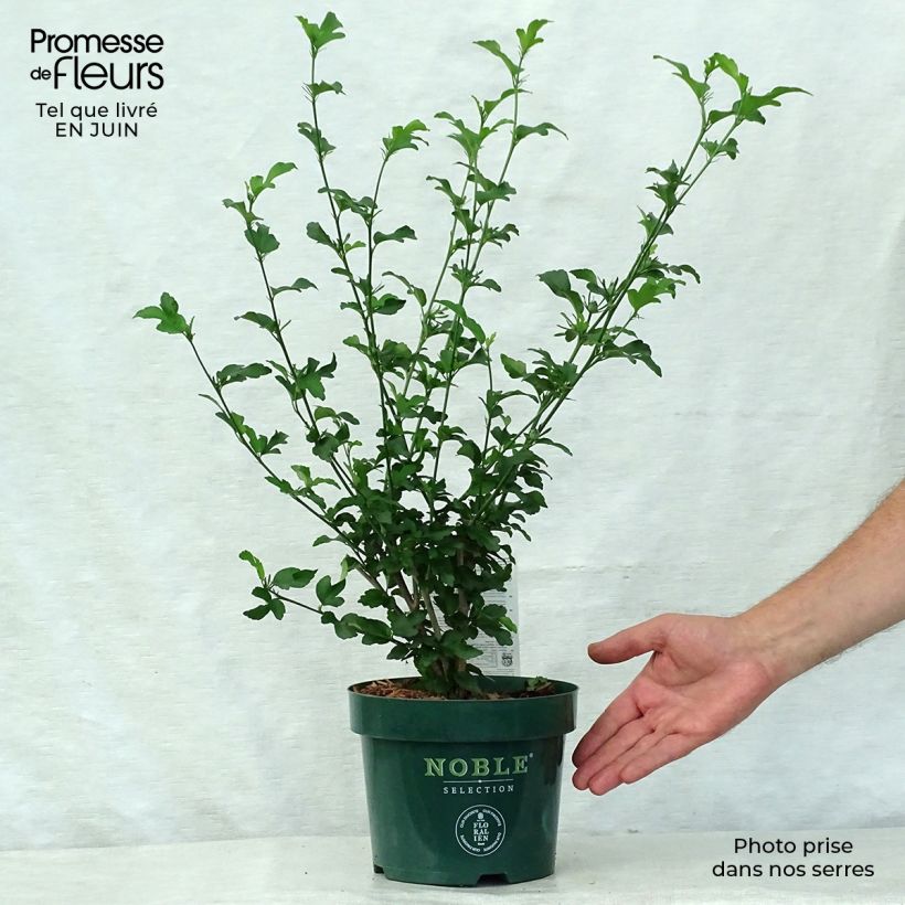 Esemplare di Hibiscus syriacus Magenta Chiffon - Ibisco Vaso da 3L/4L consegnato in estate