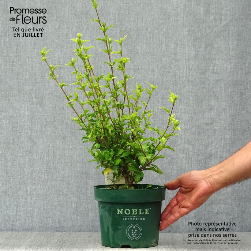 Esemplare di Hibiscus syriacus Pink Chiffon - Ibisco Vaso da 3L/4L consegnato in estate