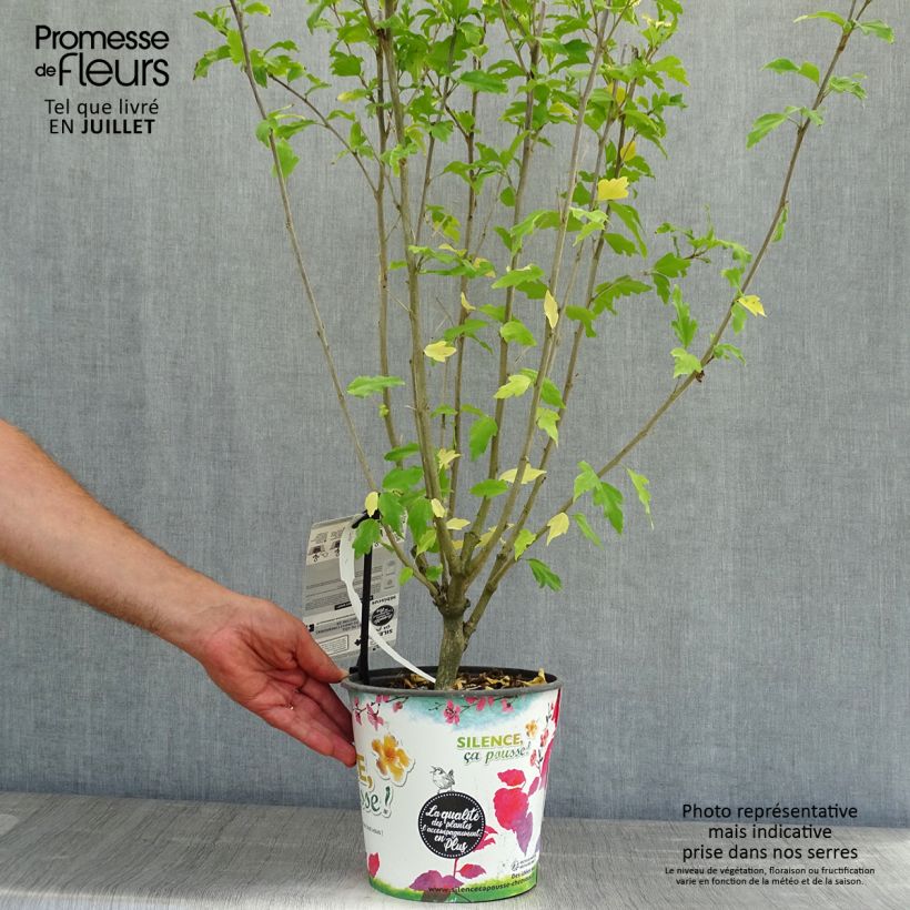 Esemplare di Hibiscus syriacus Pinky Spot - Ibisco Vaso da 4L/5L consegnato in estate