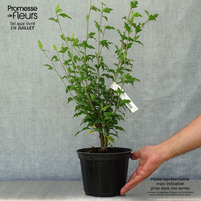 Esemplare di Hibiscus syriacus Purple Ruffles - Ibisco Vaso da 3L/4L consegnato in estate