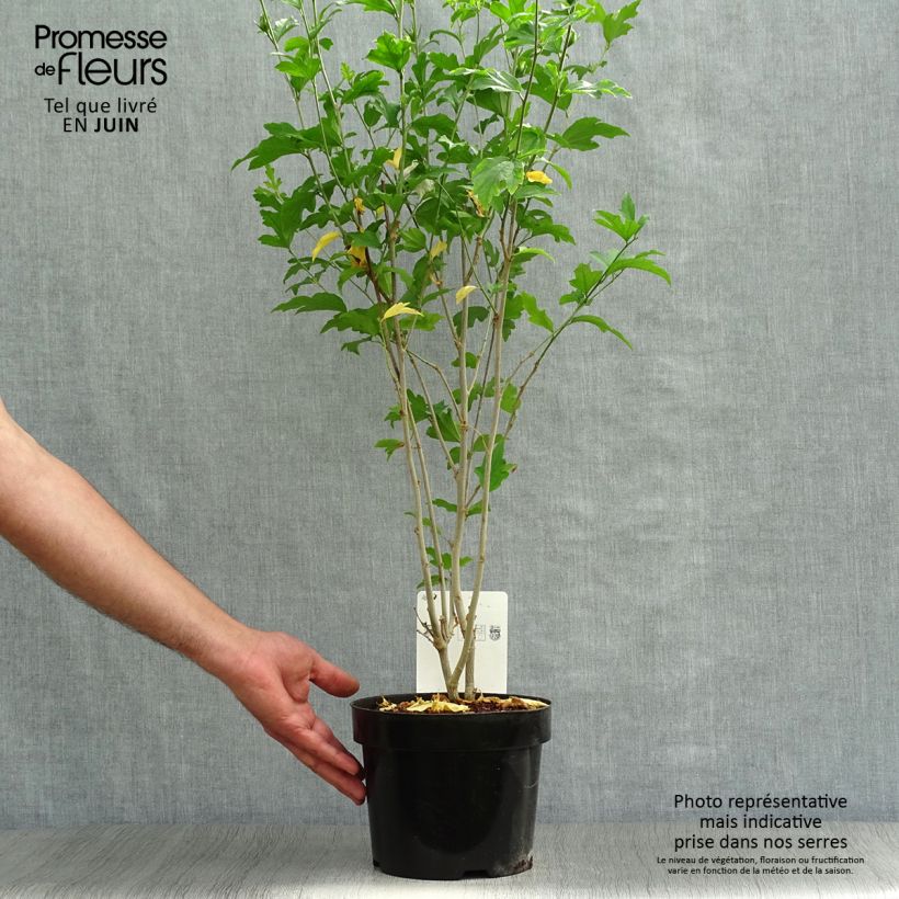 Esemplare di Hibiscus syriacus Shintaeyang - Ibisco Vaso da 3L/4L consegnato in estate