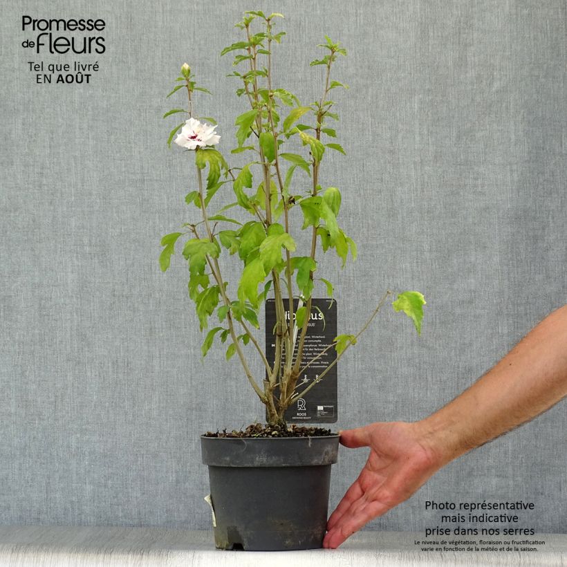 Esemplare di Hibiscus syriacus Speciosus - Ibisco Vaso da 2L/3L consegnato in estate