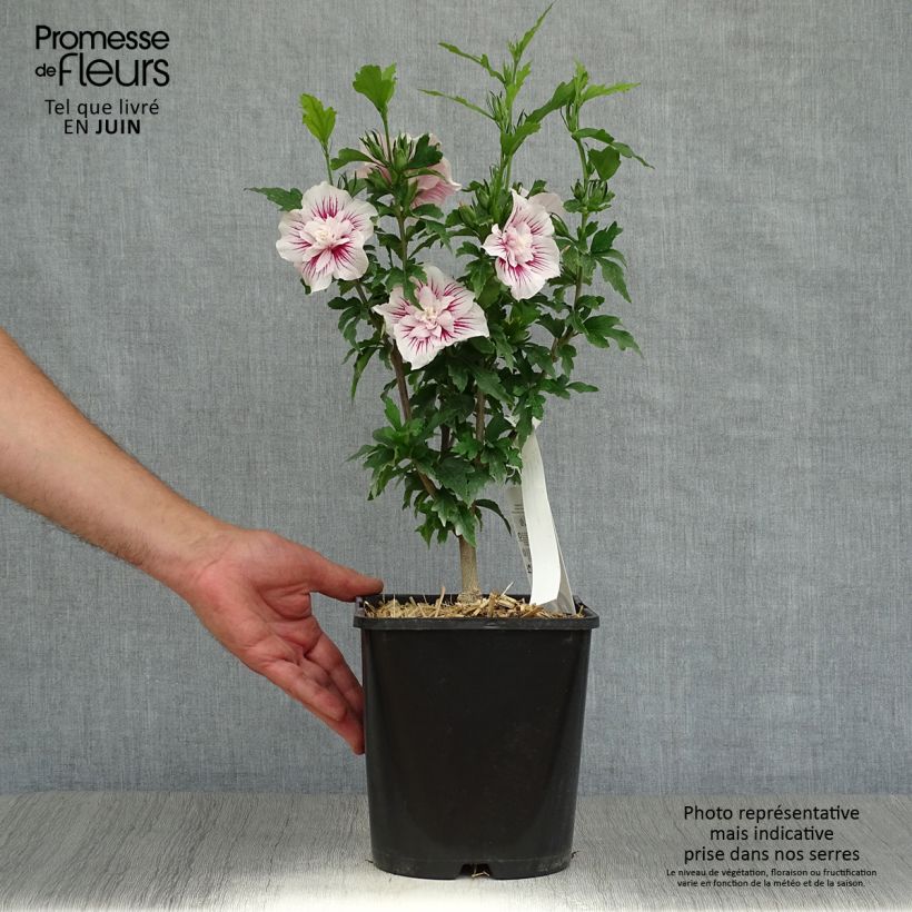 Esemplare di Hibiscus syriacus Starburst Chiffon - Ibisco Vaso da 3L/4L consegnato in estate