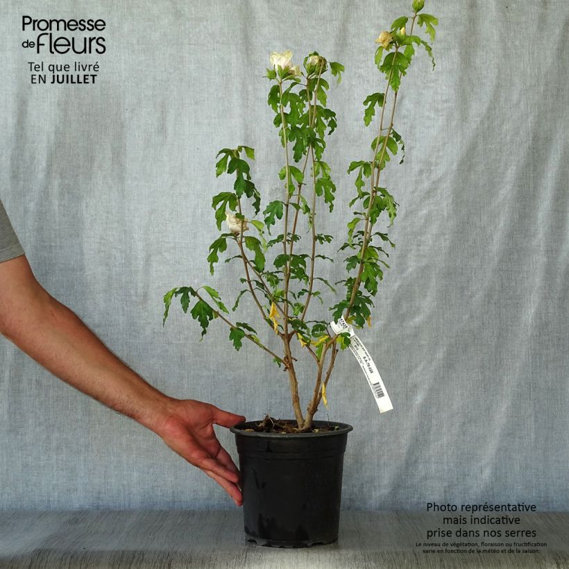 Esemplare di Hibiscus syriacus Sup'Heart - Ibisco Vaso da 3L/4L consegnato in estate