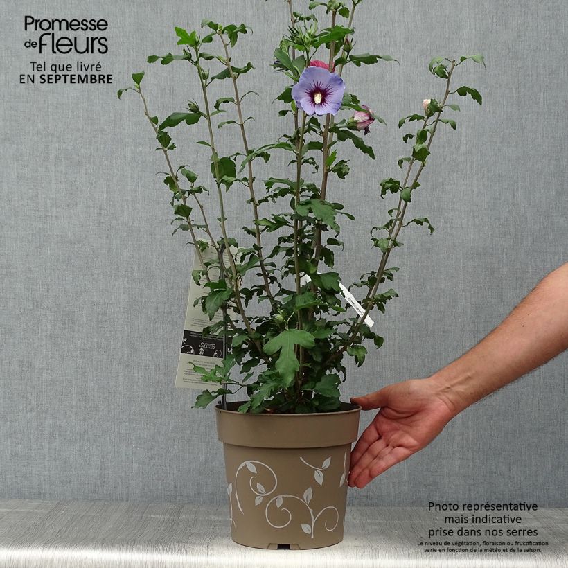 Esemplare di Hibiscus syriacus Three Sisters Mix - Ibisco Vaso da 6L/7L come consegnato in autunno