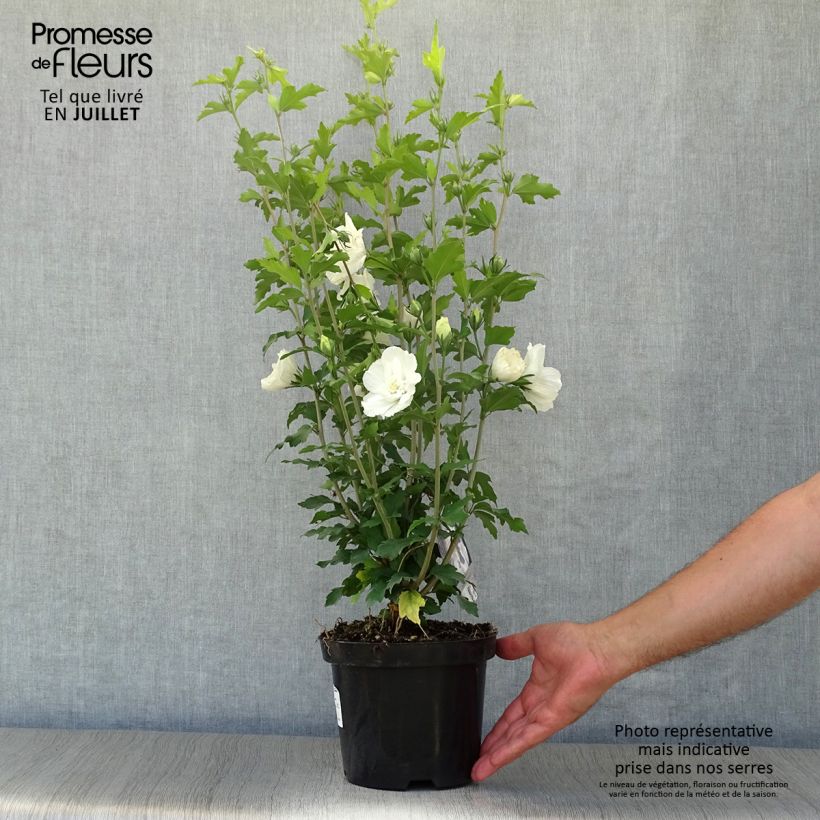Esemplare di Hibiscus syriacus White Chiffon - Ibisco Vaso da 3L/4L consegnato in estate