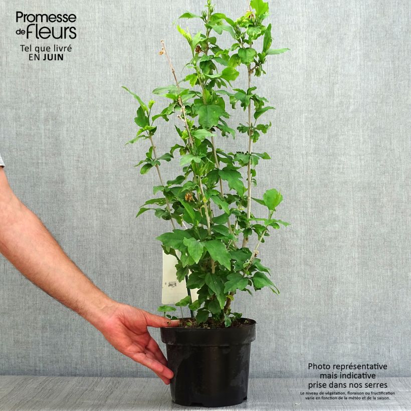 Esemplare di Hibiscus syriacus Woodbridge - Ibisco Vaso da 2L/3L consegnato in estate