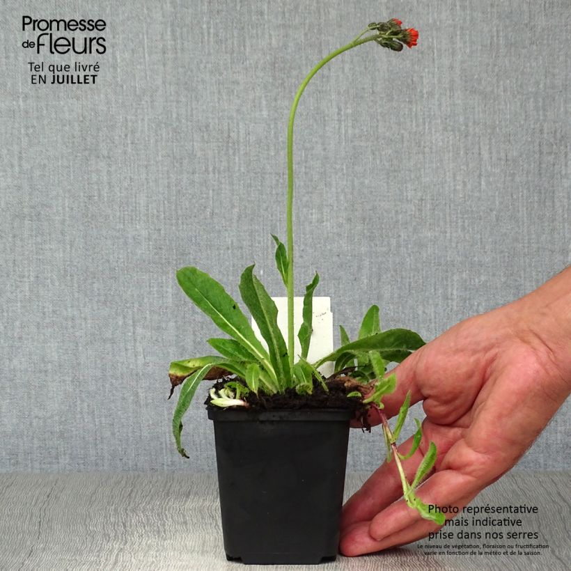 Esemplare di Hieracium aurantiacum - Pelosella aranciata Vasetto da 8/9 cm consegnato in estate