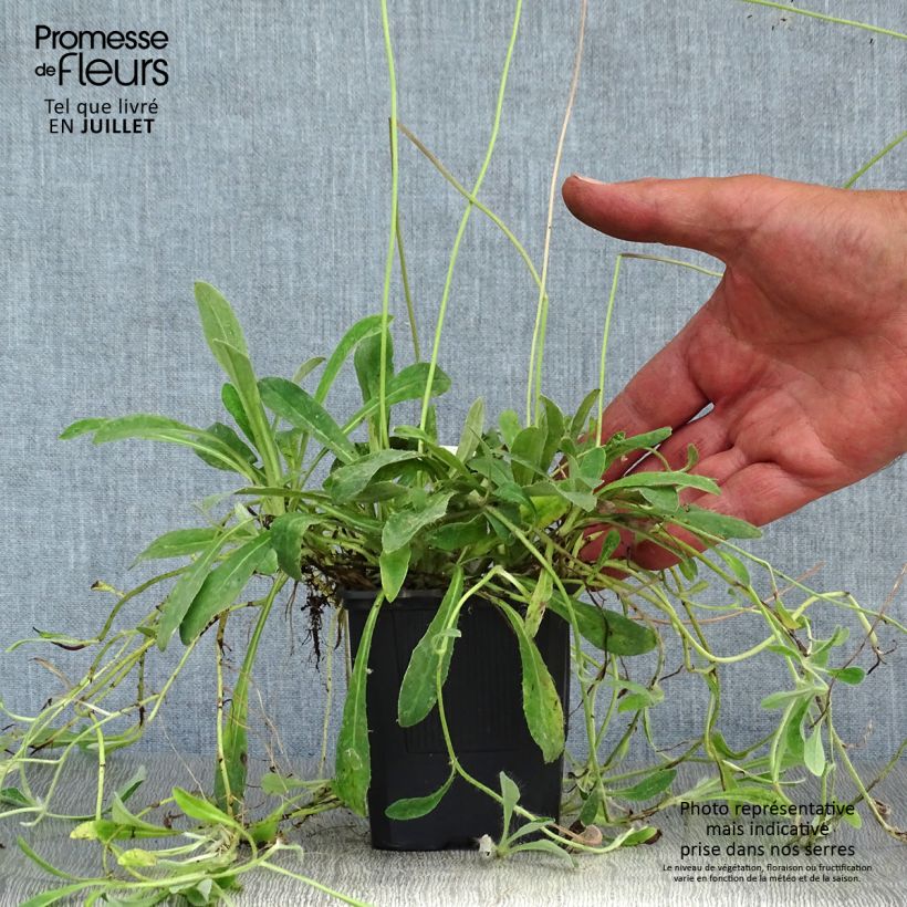 Esemplare di Hieracium pilosella - Sparviere pelosetto Vasetto da 8/9 cm consegnato in estate