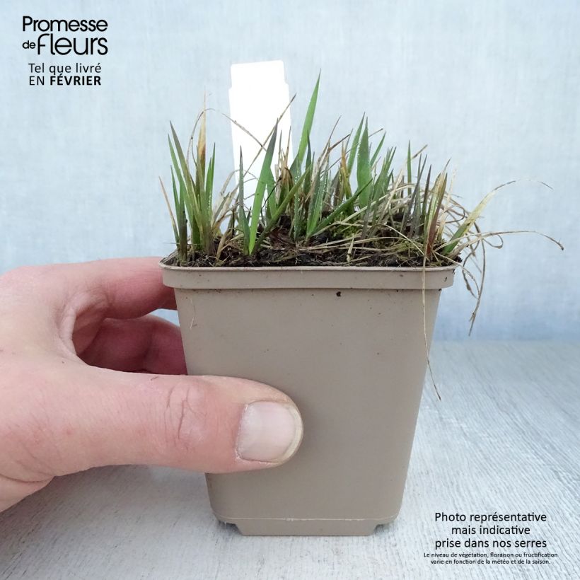 Hierochloe odorata - Erba del bisonte Vasetto da 8/9 cm esemplare consegnato in inverno