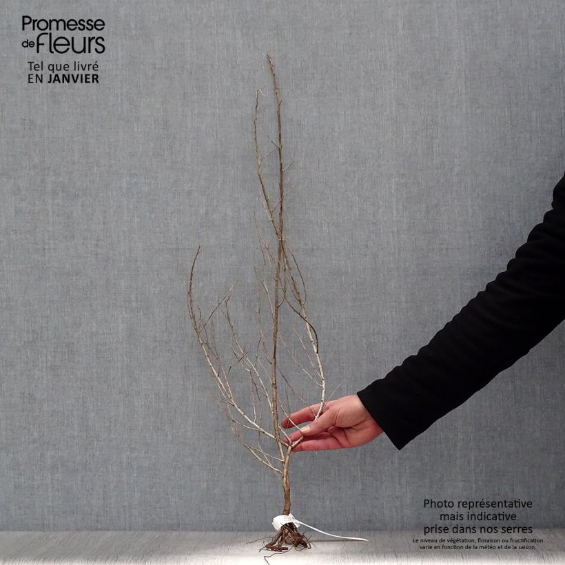 Hippophae rhamnoides - Olivello spinoso Piante piccole a radice nuda esemplare consegnato in inverno