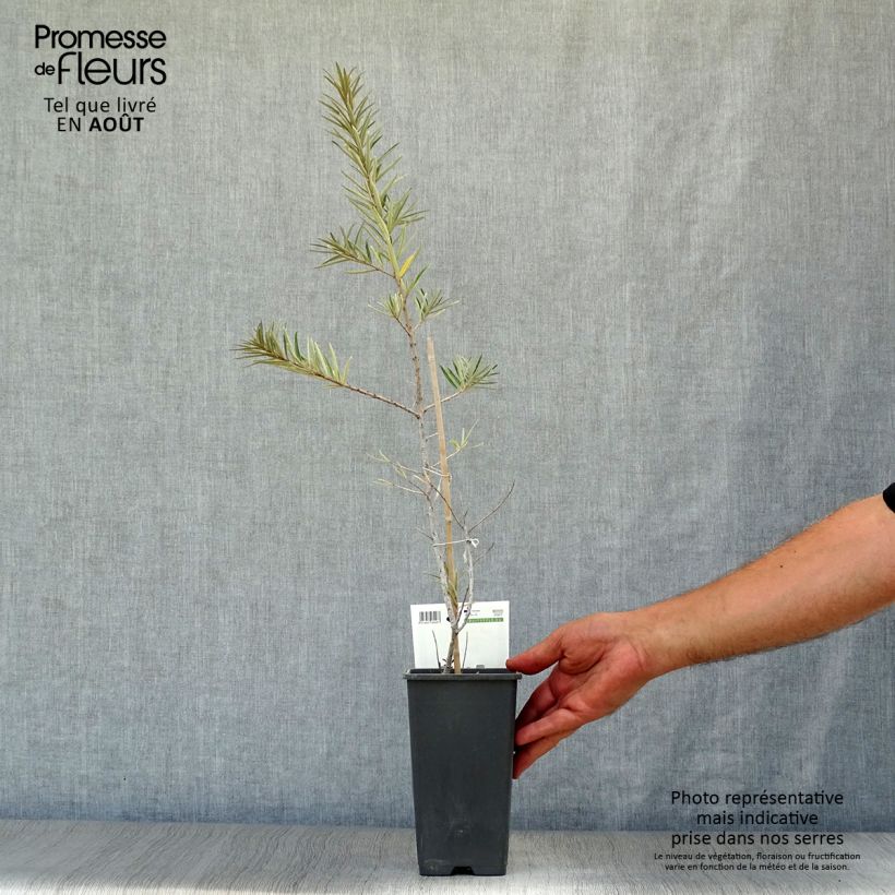 Esemplare di Hippophae rhamnoides Friesdorfer Orange - Olivello spinoso Vaso da 1,5L/2L consegnato in estate