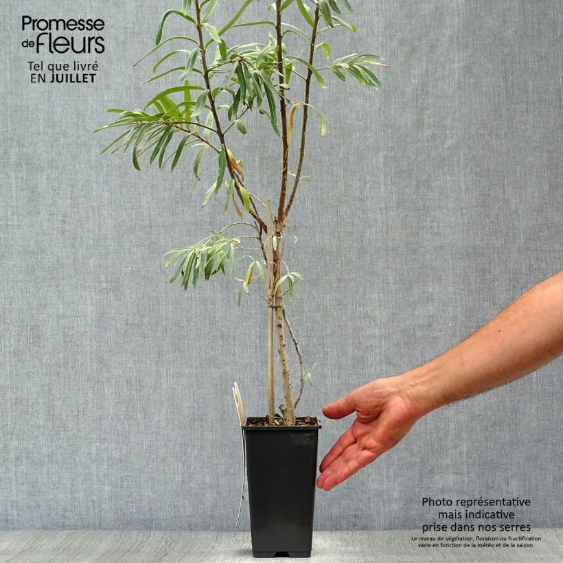 Esemplare di Hippophae rhamnoides Leikora - Olivello spinoso Vaso da 1,5L/2L consegnato in estate
