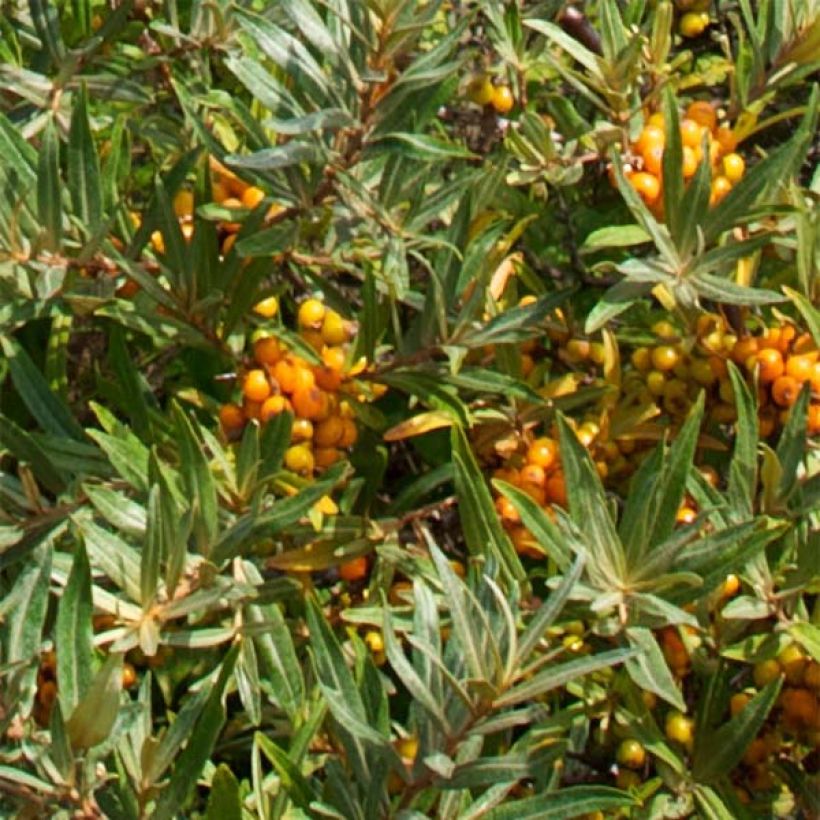 Hippophae rhamnoides Leikora - Olivello spinoso (Fogliame)