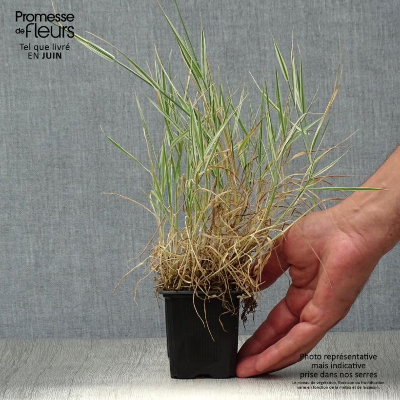 Esemplare di Holcus mollis Albovariegatus - Bambagione variegato Vasetto da 8/9 cm consegnato in estate