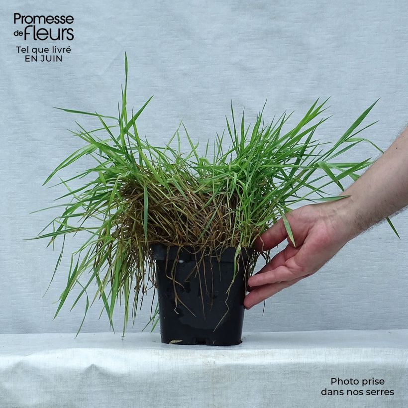 Esemplare di Holcus mollis Albovariegatus - Bambagione variegato Vaso da 2L/3L consegnato in estate