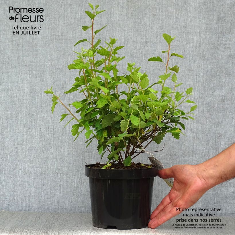 Esemplare di Holodiscus discolor Vaso da 3L/4L consegnato in estate