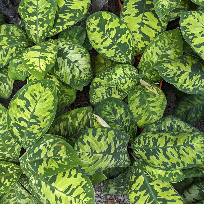Homalomena Camouflage (Fogliame)