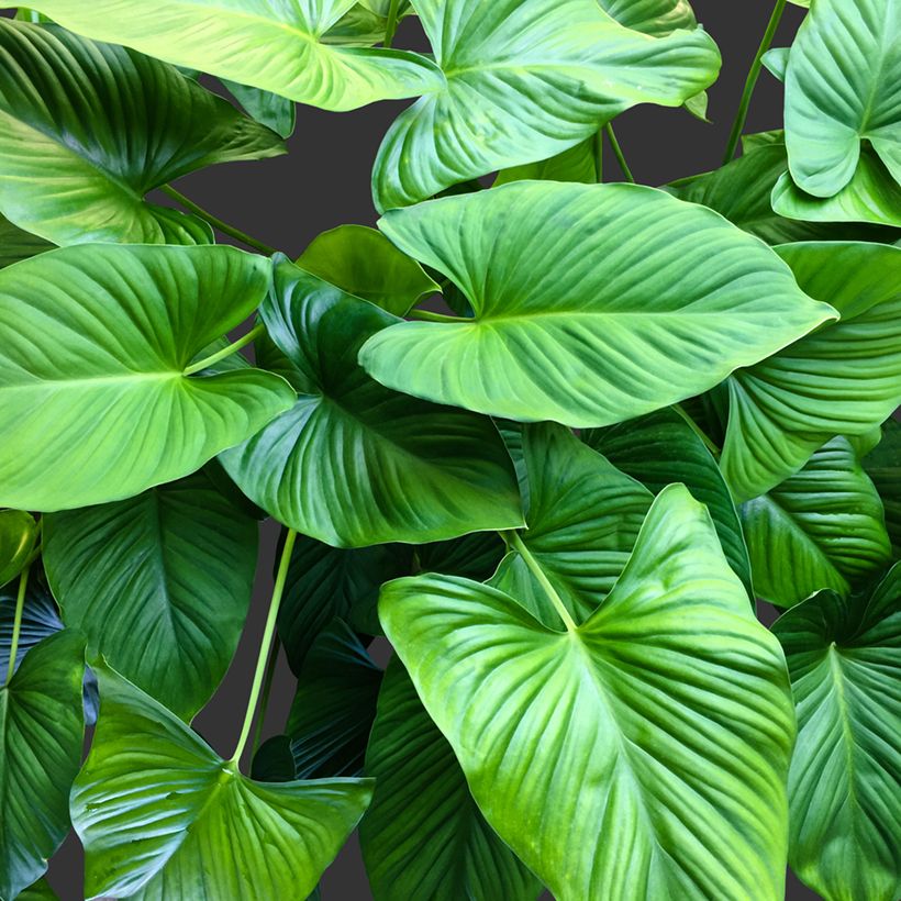 Homalomena Emerald Gem (Fogliame)