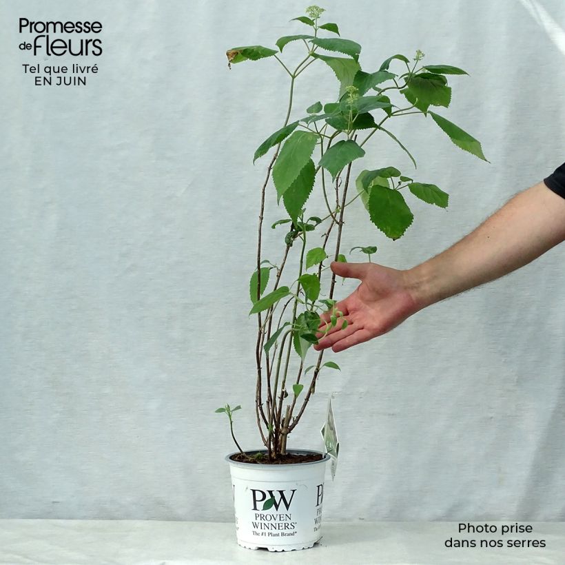 Esemplare di Hydrangea arborescens Lime Rickey - Ortensia Vaso da 2L/3L consegnato in estate