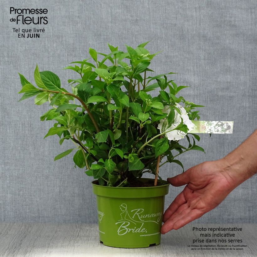 Esemplare di Hydrangea Runaway Bride - Ortensia Vaso da 1,5L/2L consegnato in estate