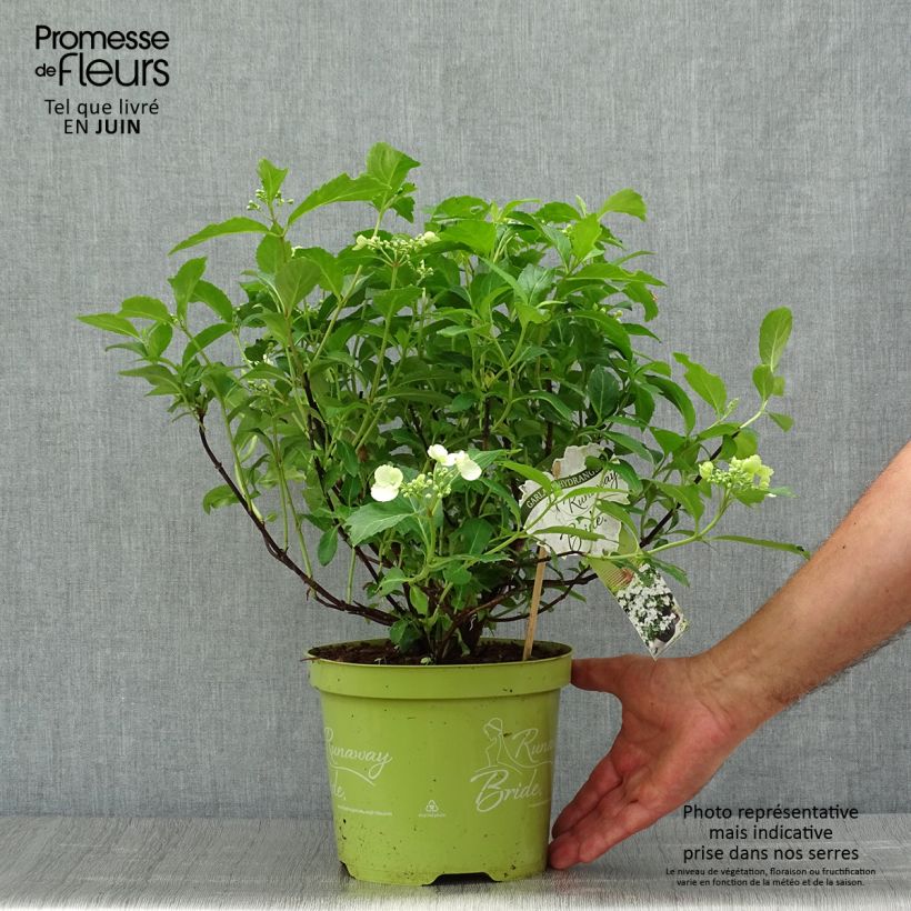 Esemplare di Hydrangea Runaway Bride - Ortensia Vaso da 3L/4L consegnato in estate