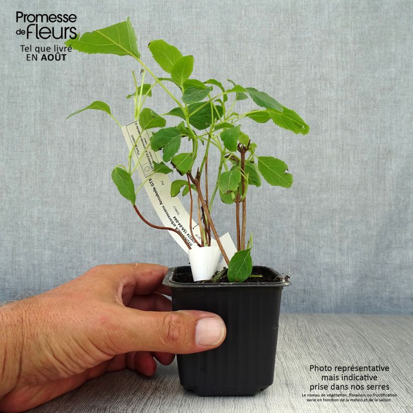Esemplare di Hydrangea arborescens Annabelle - Ortensia Vasetto da 8/9 cm consegnato in estate