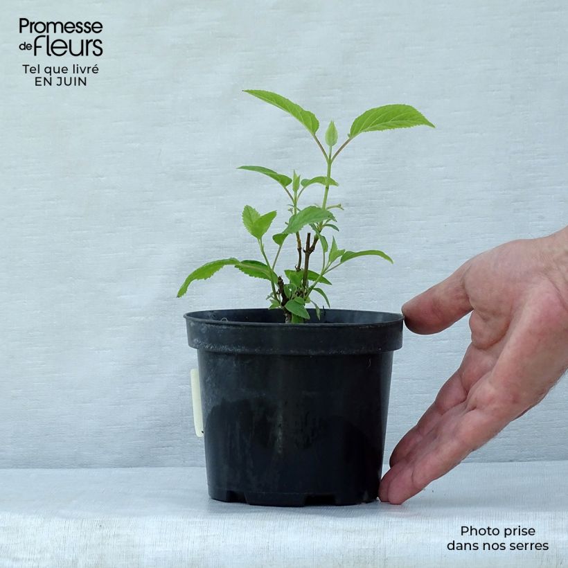 Esemplare di Hydrangea arborescens Annabelle - Ortensia Vaso da Ø 12 cm / 13 cm consegnato in estate
