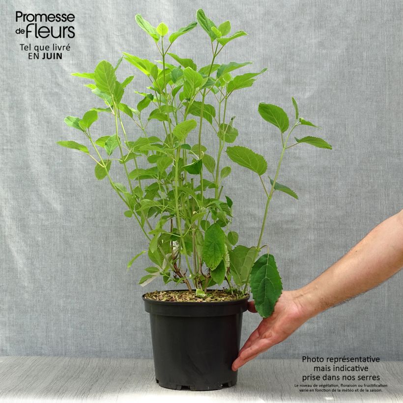 Esemplare di Hydrangea arborescens Candybelle Bubblegum - Ortensia Vaso da 3L/4L consegnato in estate