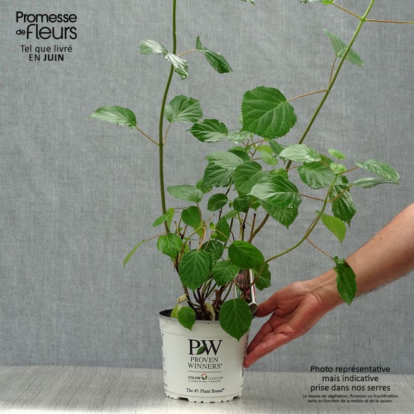 Esemplare di Hydrangea arborescens Pink Annabelle - Ortensia Vaso da 2L/3L consegnato in estate