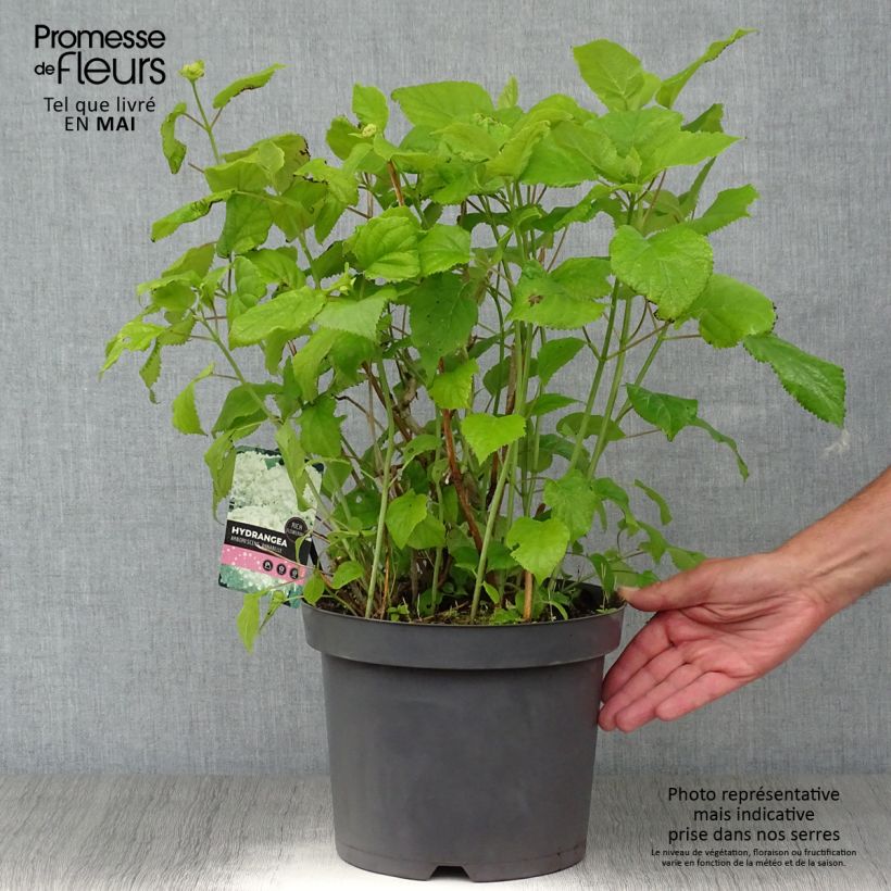 Hydrangea arborescens Pink Annabelle - Ortensia Vaso da 7,5L/10L esemplare consegnato in primavera