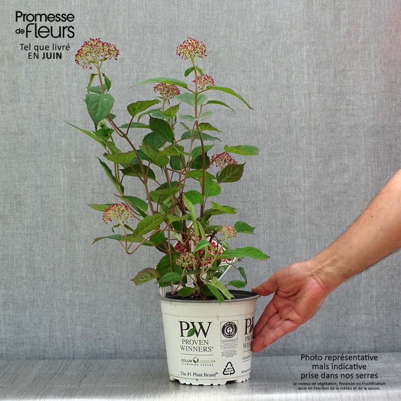 Esemplare di Hydrangea arborescens Ruby Annabelle - Ortensia Vaso da 2L/3L consegnato in estate