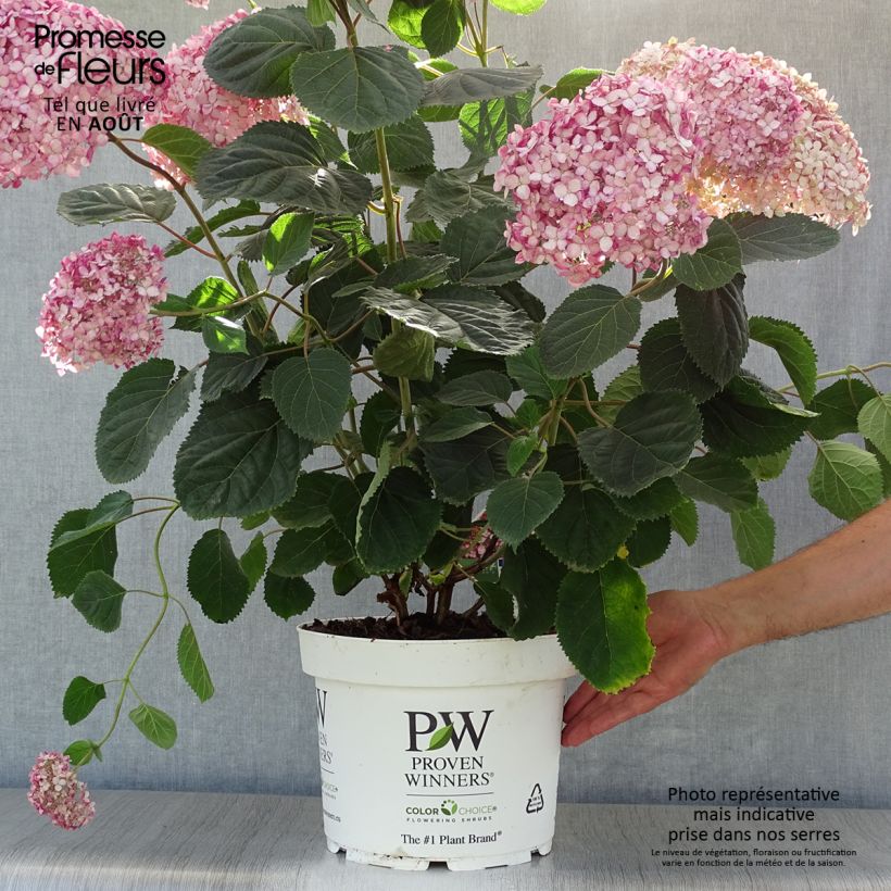 Esemplare di Hydrangea arborescens Ruby Annabelle - Ortensia Vaso da 4L/5L consegnato in estate