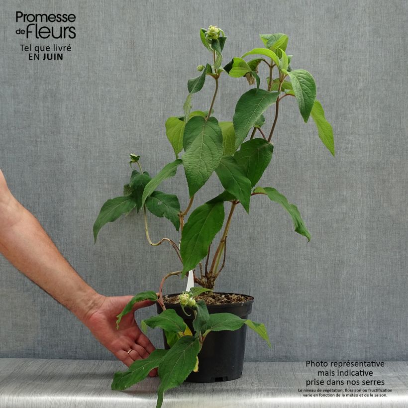 Esemplare di Hydrangea aspera Anthony Bullivant - Ortensia Vaso da 3L/4L consegnato in estate