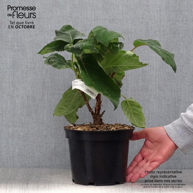 Esemplare di Hydrangea aspera Bellevue - Ortensia Vaso da 4L/5L come consegnato in autunno