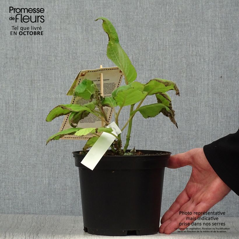 Esemplare di Hydrangea aspera Goldrush - Ortensia dorata Vaso da 2L/3L come consegnato in autunno