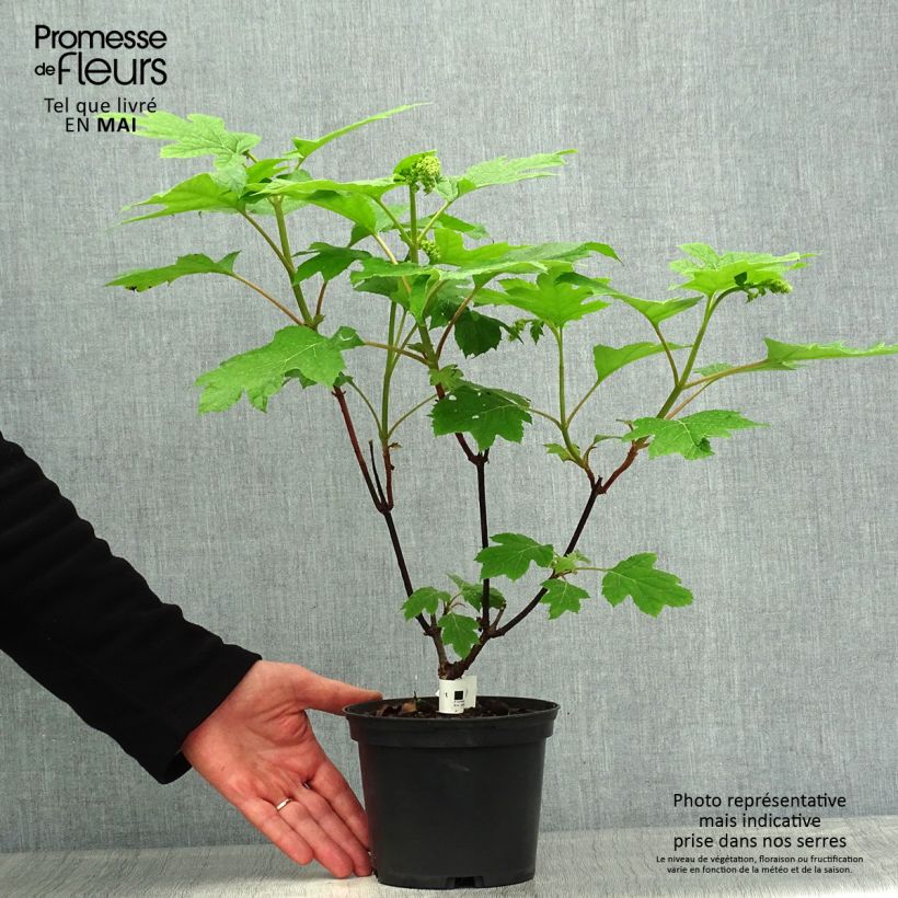 Hydrangea aspera Goldrush - Ortensia dorata Vaso da 2L/3L esemplare consegnato in primavera
