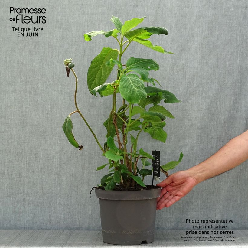 Esemplare di Hydrangea aspera Macrophylla - Ortensia Vaso da 7,5L/10L consegnato in estate