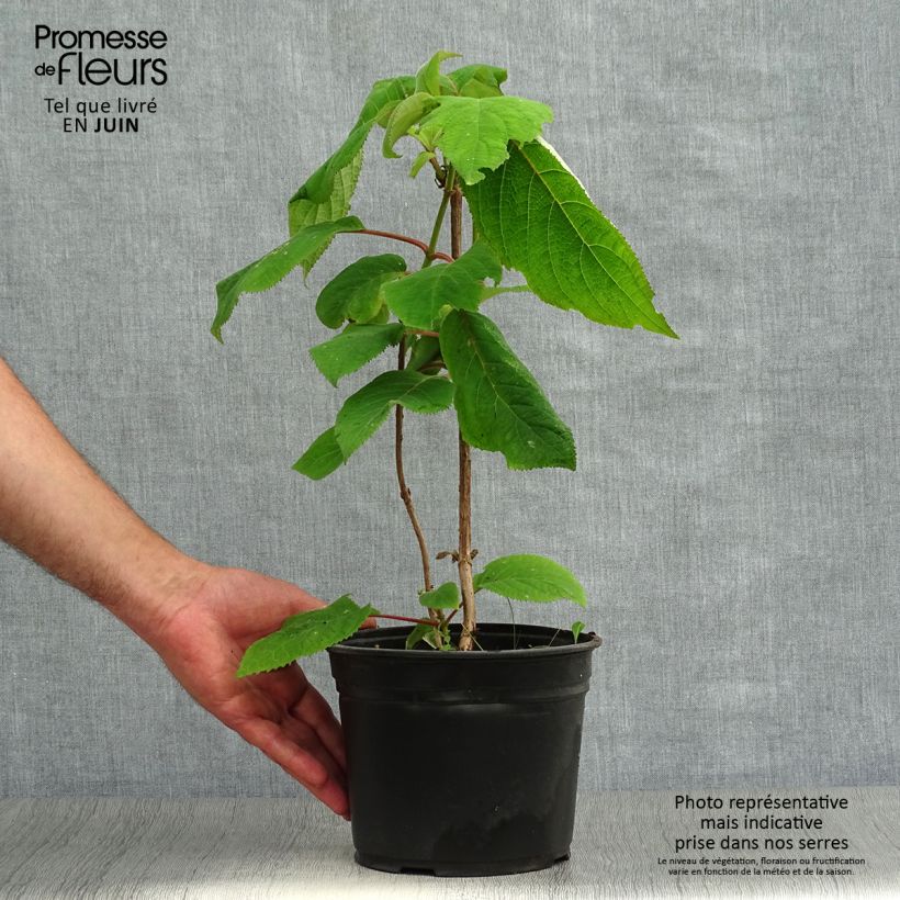 Esemplare di Hydrangea aspera Macrophylla - Ortensia Vaso da 2L/3L consegnato in estate
